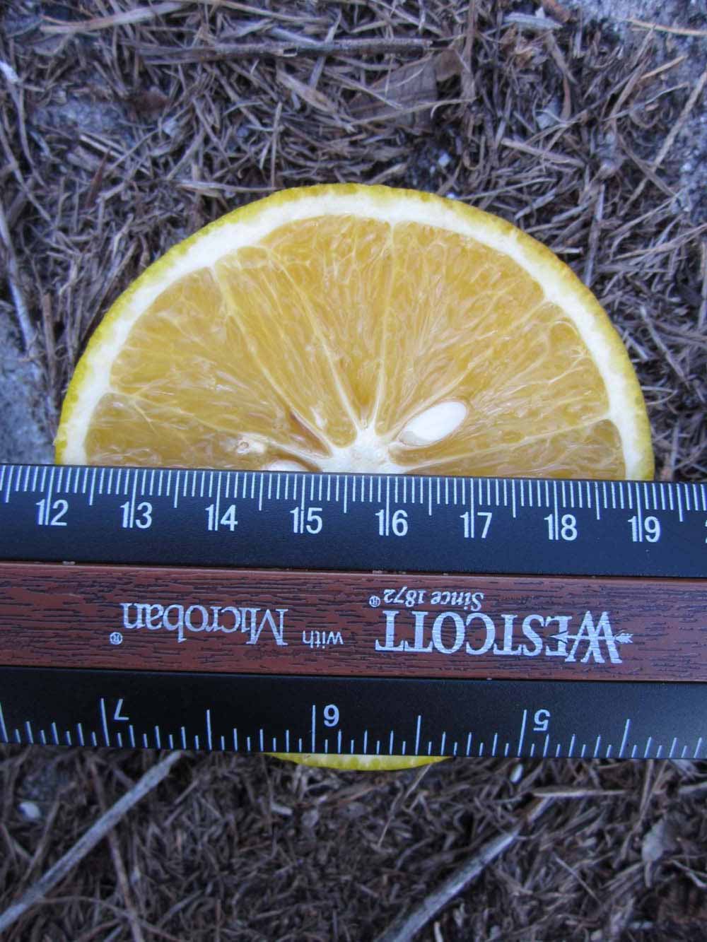              Fruit cross-section (Winter Haven, FL)       